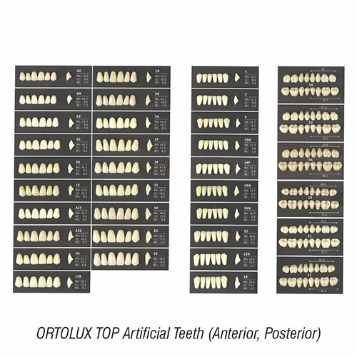302.20ORTOLUX20TOP20Artificial20Teeth20Anterior.jpg